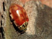 Harmonia quadripunctata, Vierpunkt-Marienkäfer