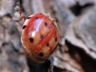 Harmonia quadripunctata, Vierpunkt-Marienkäfer