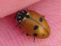 Hippodamia variegata, Variabler Flach-Marienkäfer
