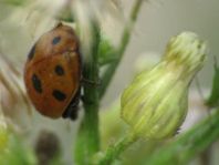 Hippodamia variegata, Variabler Flach-Marienkäfer