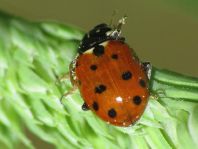 Hippodamia variegata, Variabler Flach-Marienkäfer