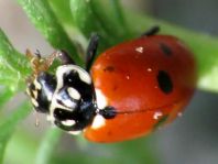 Hippodamia variegata, Variabler Flach-Marienkäfer