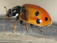 Hippodamia variegata, Variabler Flach-Marienkäfer