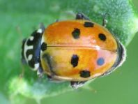 Hippodamia variegata, Variabler Flach-Marienkäfer