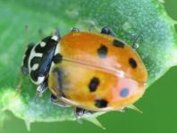 Hippodamia variegata, Variabler Flach-Marienkäfer