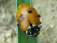 Hippodamia variegata, Variabler Flach-Marienkäfer