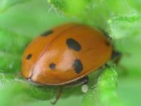 Hippodamia variegata, Variabler Flach-Marienkäfer