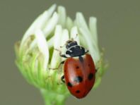 Hippodamia variegata, Variabler Flach-Marienkäfer