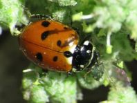 Hippodamia variegata, Variabler Flach-Marienkäfer