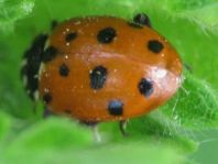 Hippodamia variegata, Variabler Flach-Marienkäfer