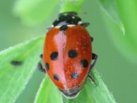 Hippodamia variegata, Variabler Flach-Marienkäfer