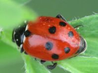 Hippodamia variegata, Variabler Flach-Marienkäfer