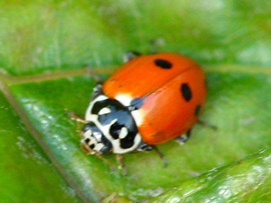 Hippodamia variegata, Variabler Flach-Marienkäfer