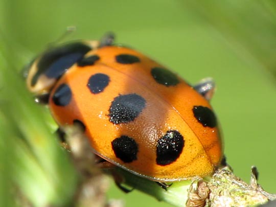 Hippodamia tredecimpunctata, Dreizehnpunkt-Marienkäfer