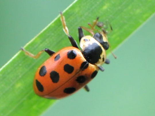 Hippodamia tredecimpunctata, Dreizehnpunkt-Marienkäfer