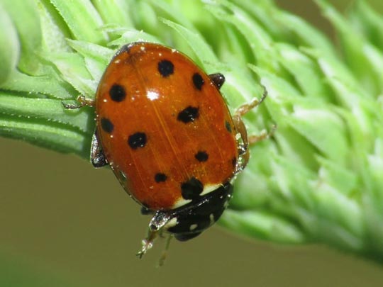 Hippodamia variegata, Variabler Flach-Marienkäfer