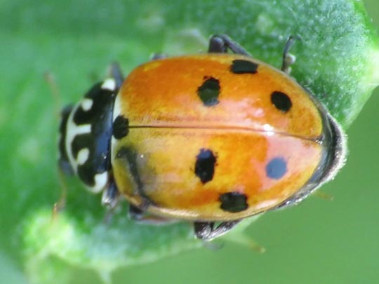Hippodamia variegata, Variabler Flach-Marienkäfer