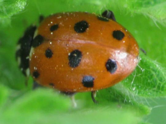Hippodamia variegata, Variabler Flach-Marienkäfer