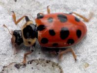 Hippodamia tredecimpunctata, Dreizehnpunkt-Marienkäfer