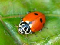 Hippodamia variegata, Variabler Flach-Marienkäfer