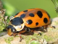Hippodamia tredecimpunctata, Dreizehnpunkt-Marienkäfer