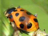 Hippodamia tredecimpunctata, Dreizehnpunkt-Marienkäfer