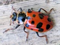 Hippodamia tredecimpunctata, Dreizehnpunkt-Marienkäfer