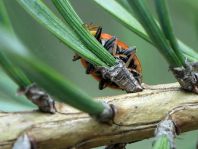 Hippodamia tredecimpunctata, Dreizehnpunkt-Marienkäfer