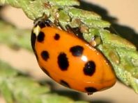 Hippodamia tredecimpunctata, Dreizehnpunkt-Marienkäfer