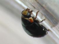 Hyperaspis campestris