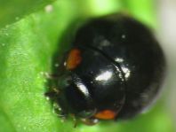 Hyperaspis