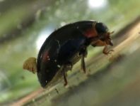 Hyperaspis campestris