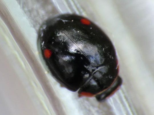 Hyperaspis campestris