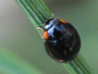 Hyperaspis