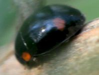 Hyperaspis