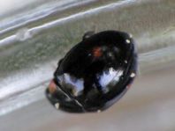 Hyperaspis