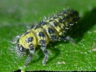 Zweiundzwanzigpunkt Marienkäfer, Psyllobora vigintiduopunctat