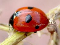 Fünfpunkt Marienkäfer, Coccinella quinquepunctata