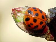 Asiatischer Marienkäfer, Harmonia axyridis