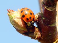 Asiatischer Marienkäfer, Harmonia axyridis