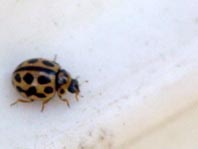 Sechzehnpunkt-Marienkäfer, Tytthaspis sedecimpunctata
