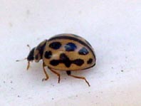 Sechzehnpunkt Marienkäfer, Tytthaspis sedecimpunctata