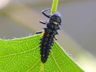 Augenmarienkäfer, Anatis ocellata, Larve