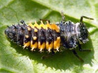 Asiatischer Marienkäfer, Harmonia axyridis, Larve