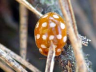 Vierzehntropfiger Marienkäfer, Calvia quatuordecimguttata