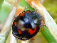 Vierfleckige Kugelmarienkäfer, Brumus (Exochomus) quadripustulatus