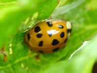 Asiatischer Marienkäfer, Harmonia axyridis