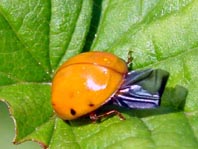 Asiatischer Marienkäfer, Harmonia axyridis