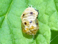 Asiatischer Marienkäfer, Harmonia axyridis, Puppe