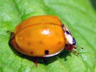 Asiatischer Marienkäfer, Harmonia axyridis